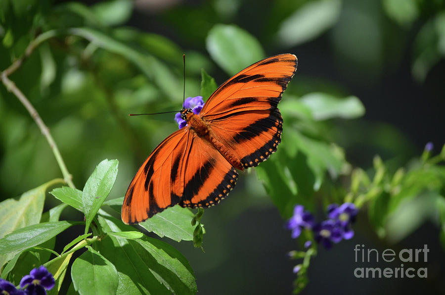 Beautiful Oak Tiger Butterfly with Spread Wings Photograph by DejaVu Designs