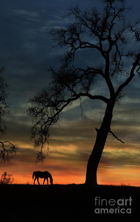 Beautiful Oak Tree and Horse in Sunset Photograph by Stephanie Laird