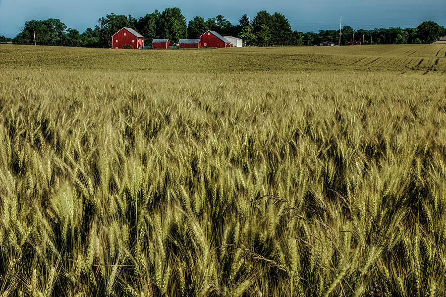 Beautiful Ohio Wheat Field Photograph by Mike Eingle