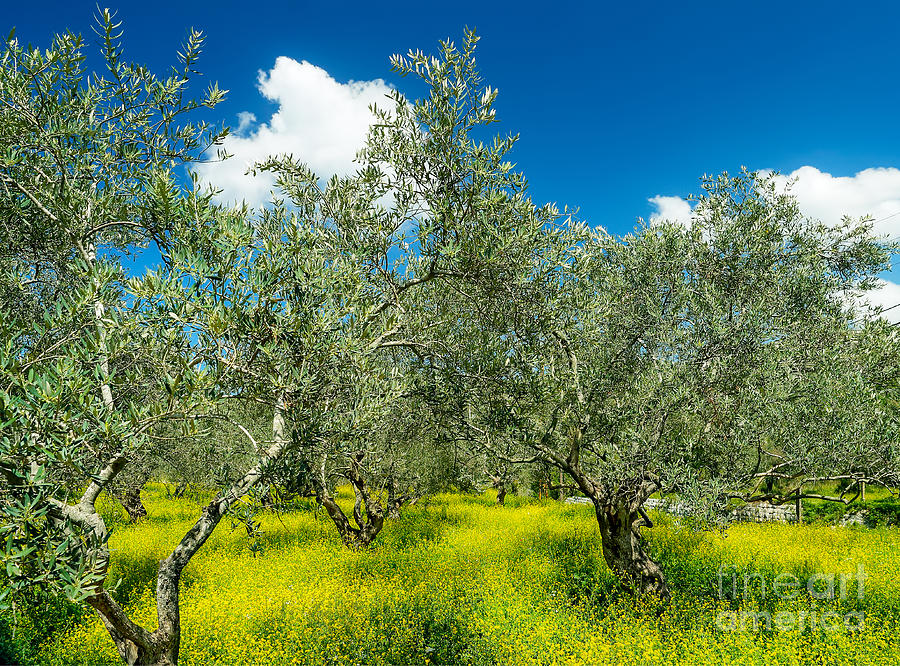 Beautiful olives garden Photograph by Anna Om