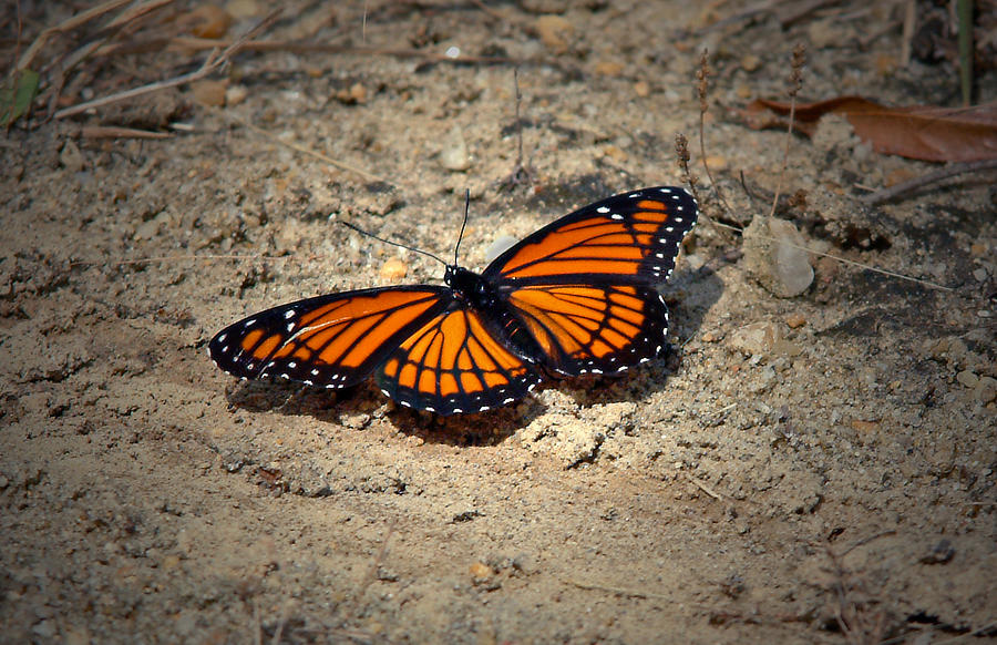 Beautiful Orange and Black Butterfly Photograph by Michael Whitaker