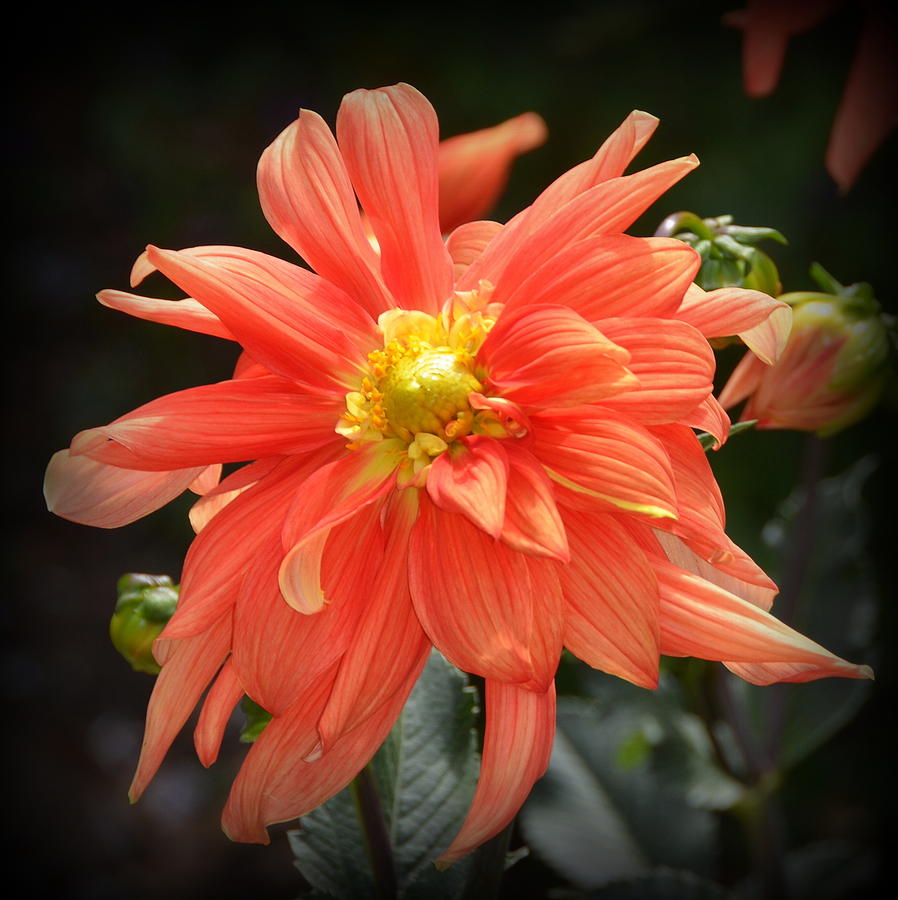 Beautiful Orange Dahlia Photograph by Carla Parris