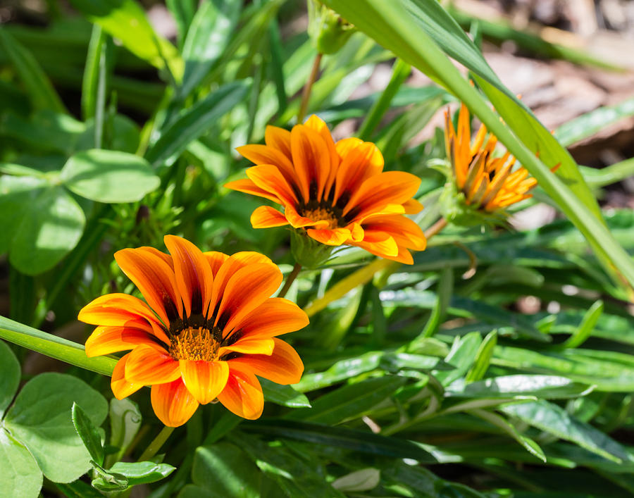 Beautiful Orange Flowers Photograph by Valerie Cason