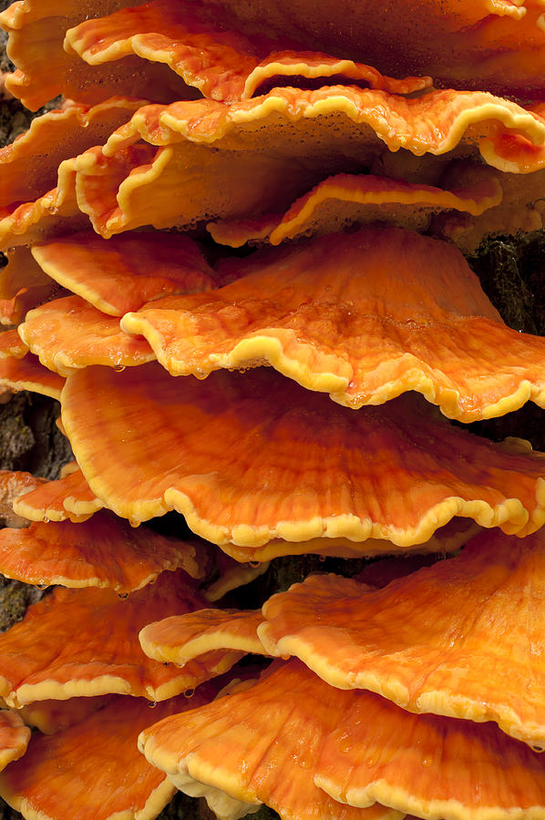 Beautiful orange fungus Laetiporus conifericola Sulphur Shelf Chicken ...