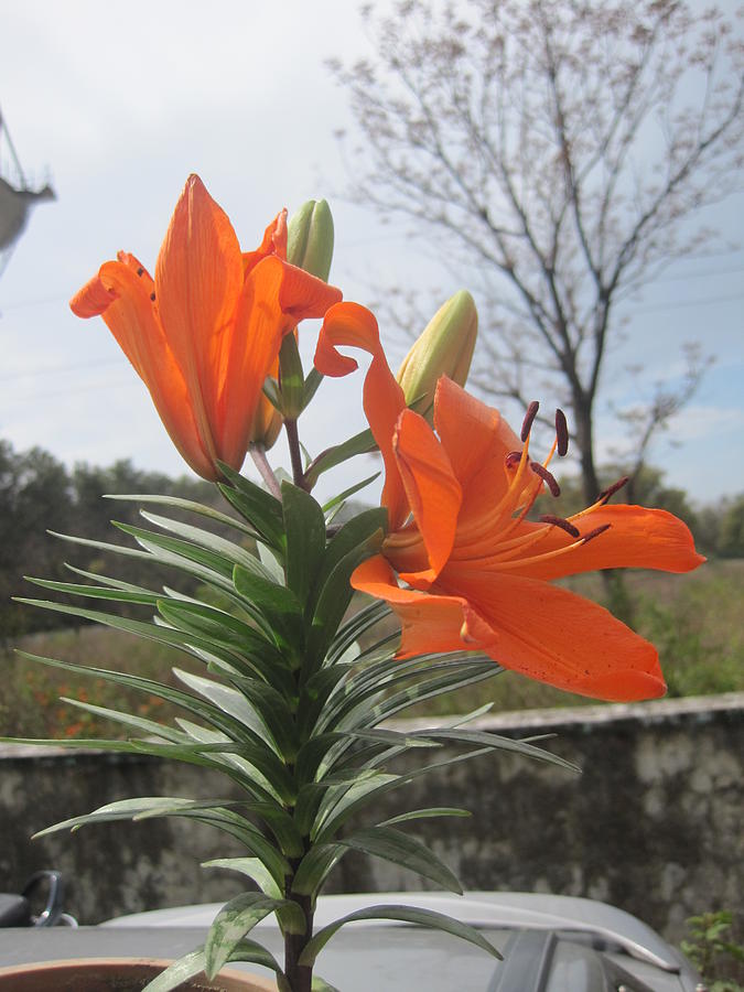 Plants Painting - Beautiful Orange by MANEESH kUMAR