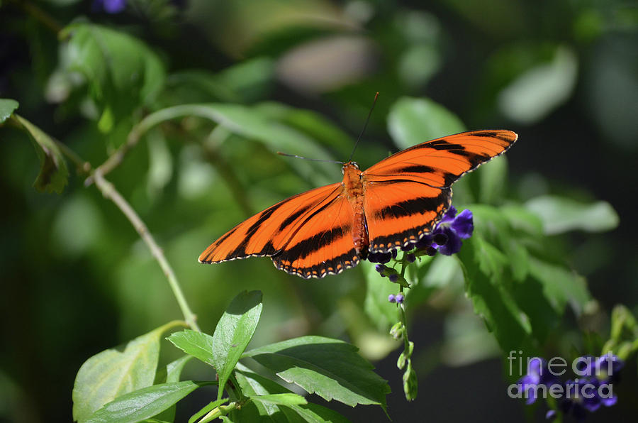 Beautiful Orange Oak Tiger Butterfly in Nature Photograph by DejaVu Designs
