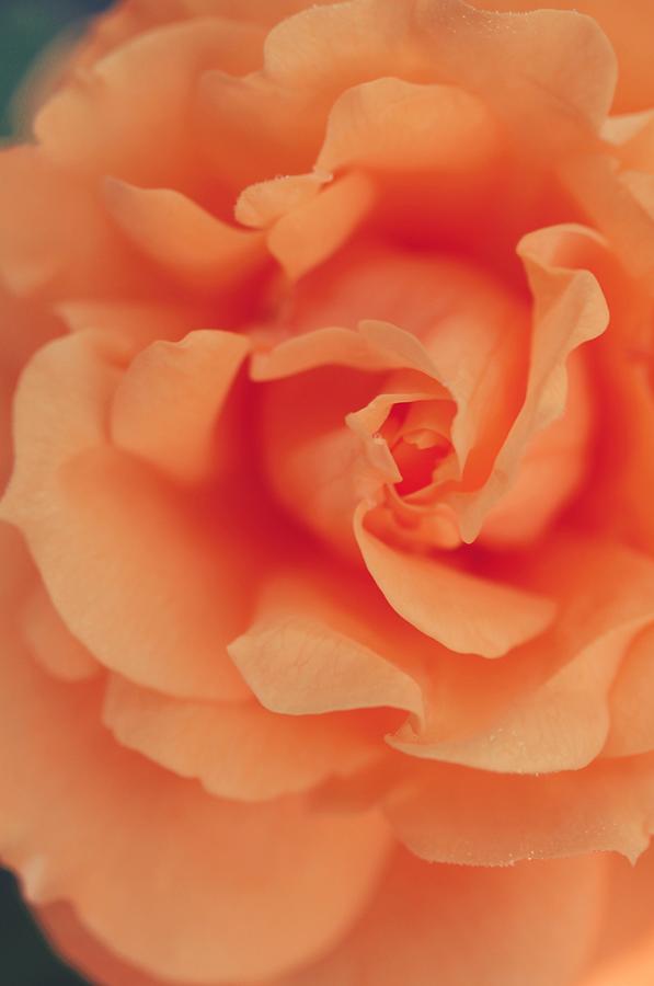 Beautiful Orange Rose... Photograph by The Art Of Marilyn Ridoutt-Greene