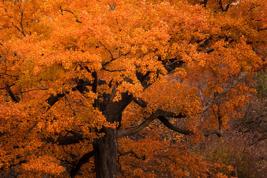 Beautiful orange tree on a fall day Photograph by Joni Eskridge