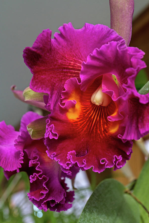 Beautiful Orchid Photograph by Alana Thrower