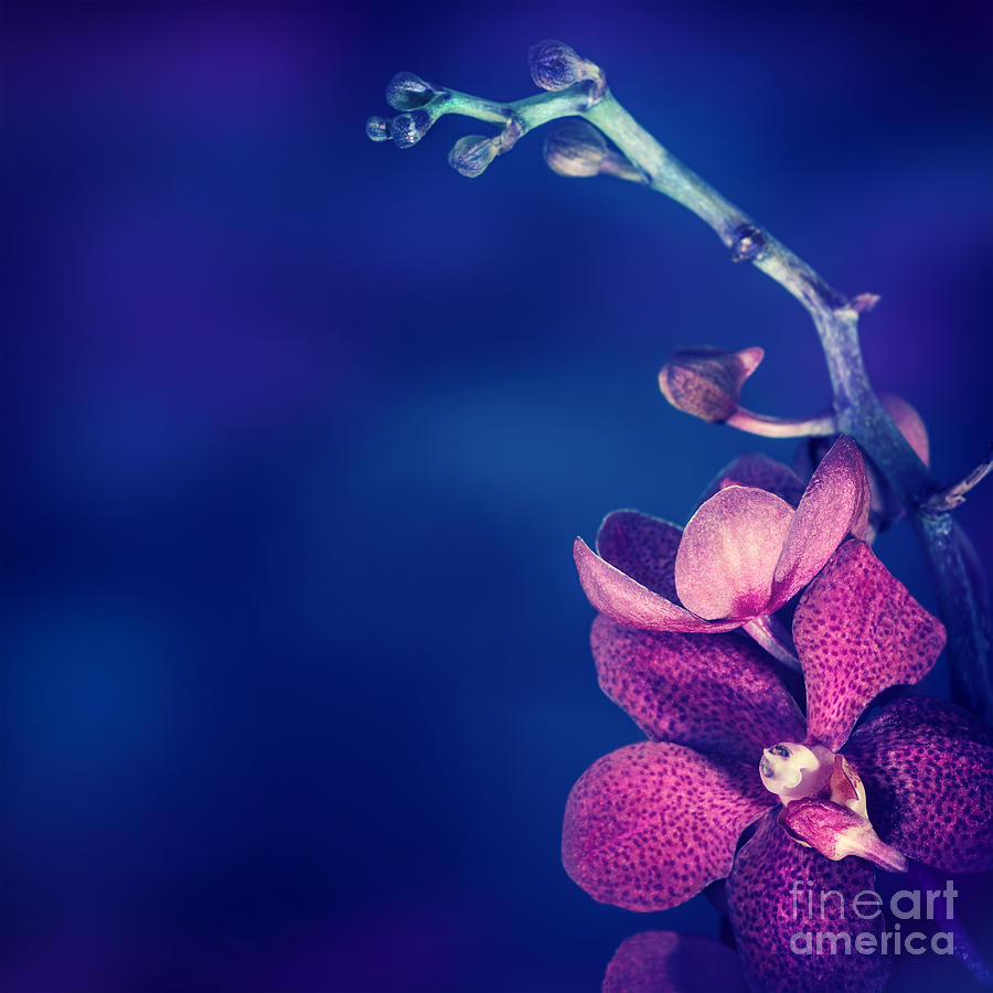 Beautiful orchid flower Photograph by Anna Om