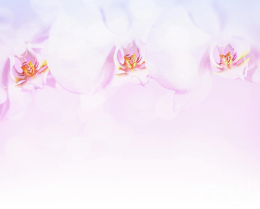 Beautiful orchid flowers border Photograph by Anna Om