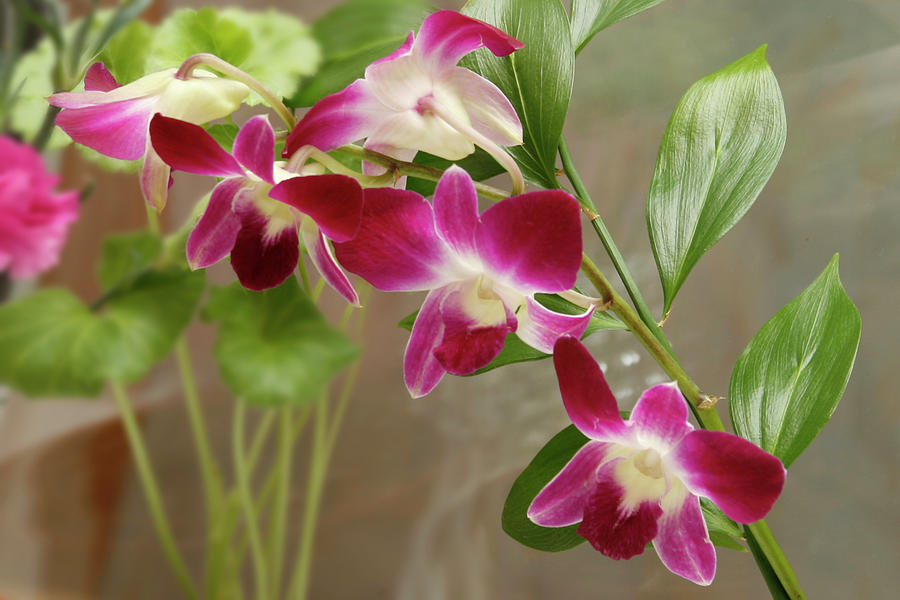 Beautiful Orchid Photograph by Masha Batkova