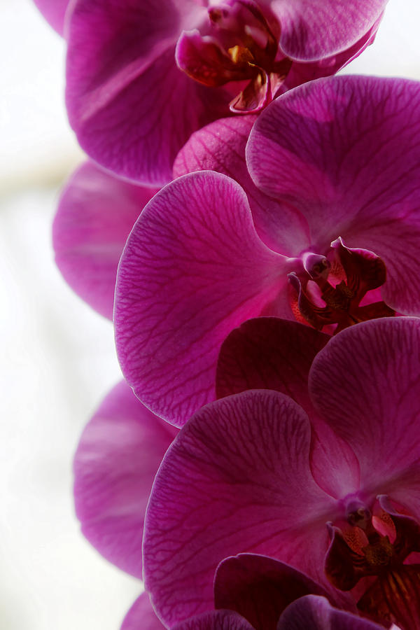 Beautiful Orchids Photograph by Michael Hope
