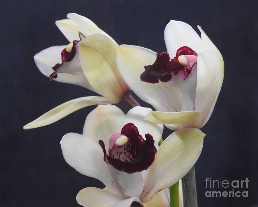 Beautiful Orchids Photograph by Scott Cameron