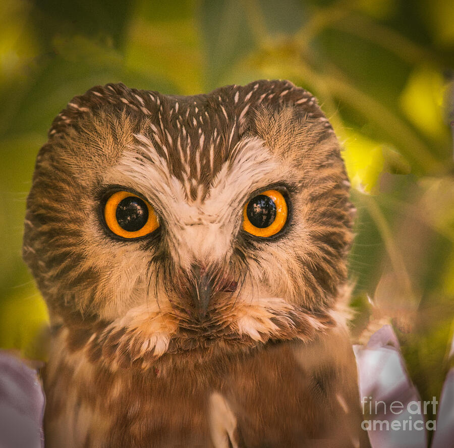 Beautiful Owl Eyes Photograph by Robert Bales