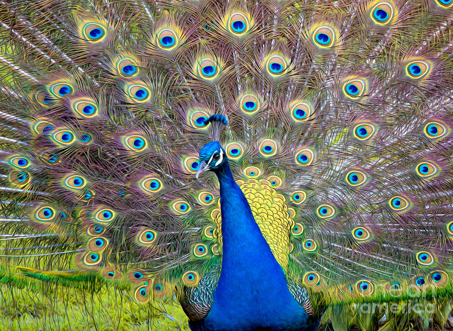 Beautiful Painted Peacock Photograph by Mimi Ditchie