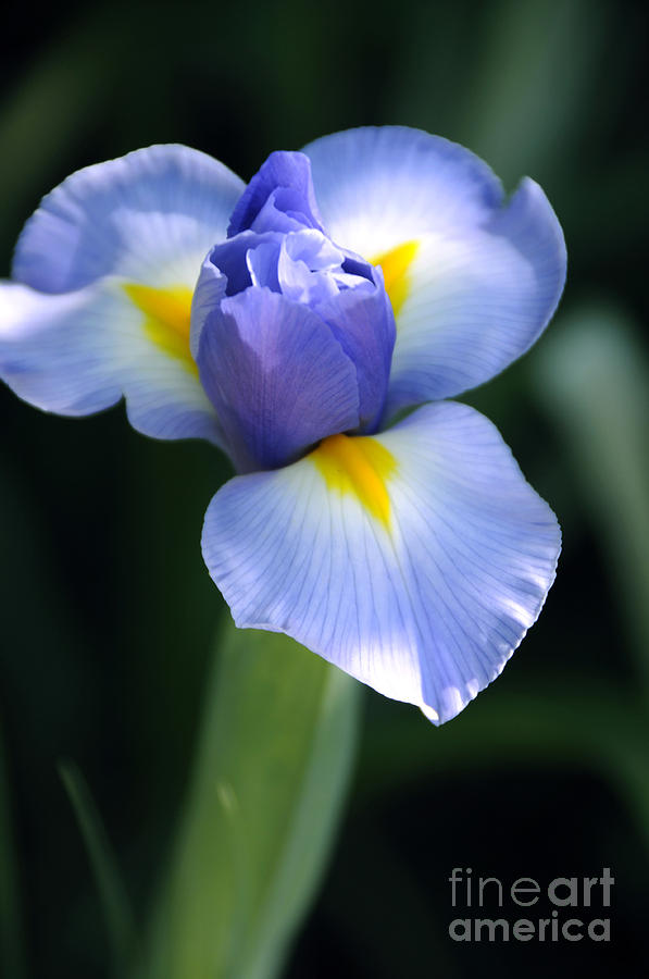 Beautiful pale blue iris flower. Photograph by Milleflore Images