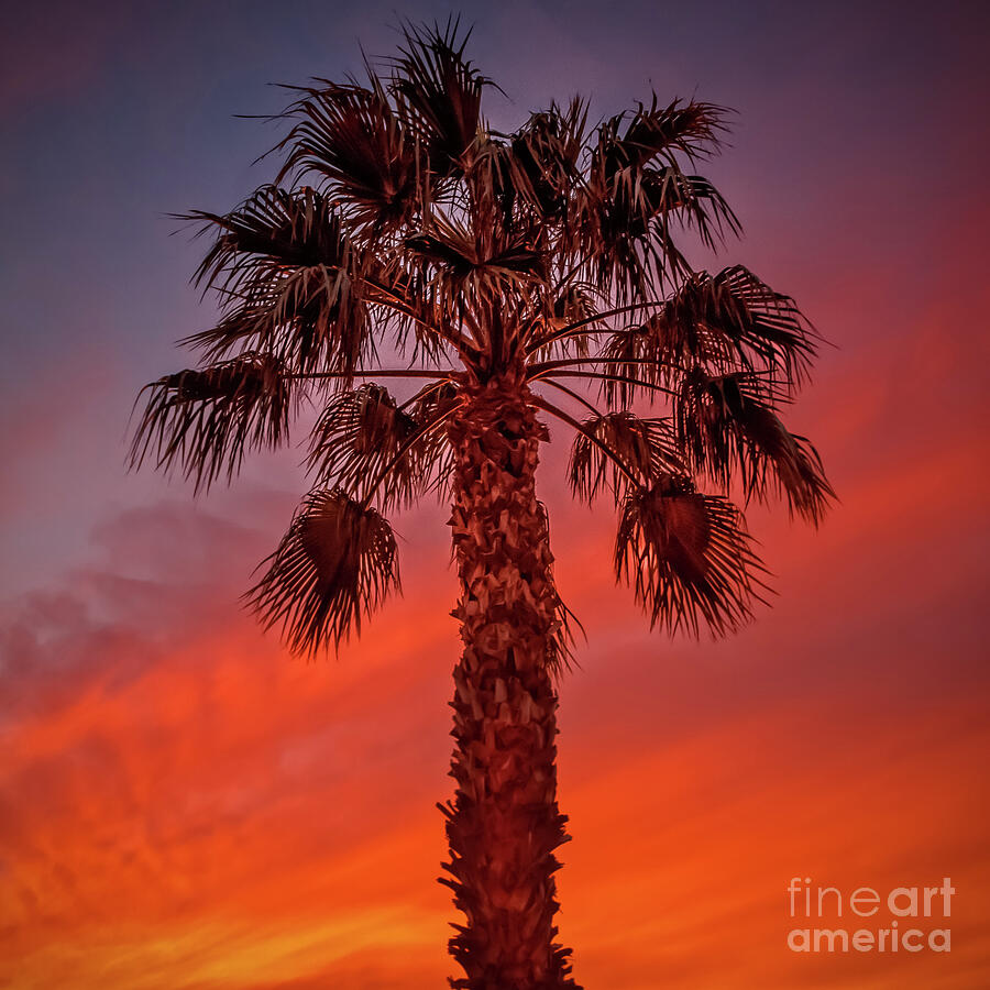 Beautiful Palm Silhouette Photograph by Robert Bales
