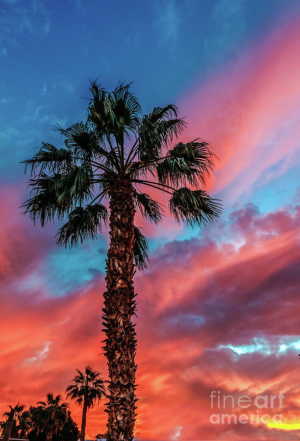 Beautiful Palm Tree Photograph by Robert Bales