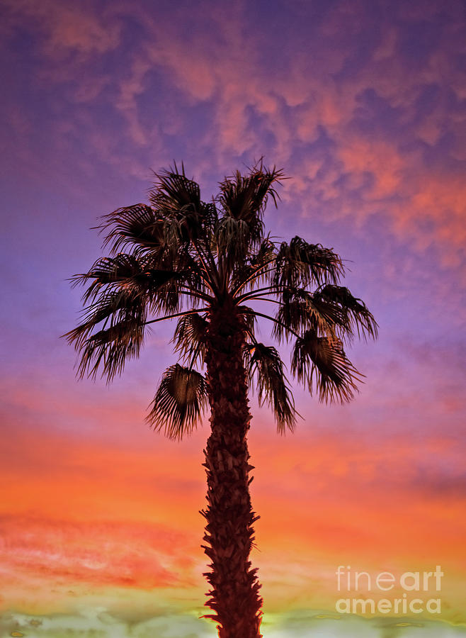 Beautiful Palm Tree Silhouette Photograph by Robert Bales