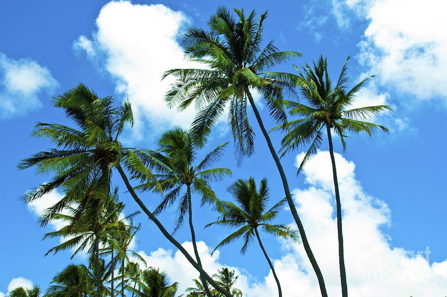 Beautiful Palms of Maui 12 Photograph by Micah May