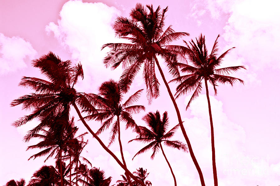 Beautiful Palms Of Maui 13 Photograph