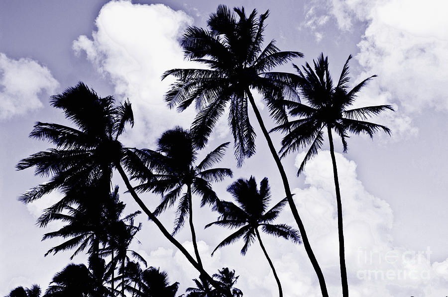 Beautiful Palms of Maui 14 Photograph by Micah May