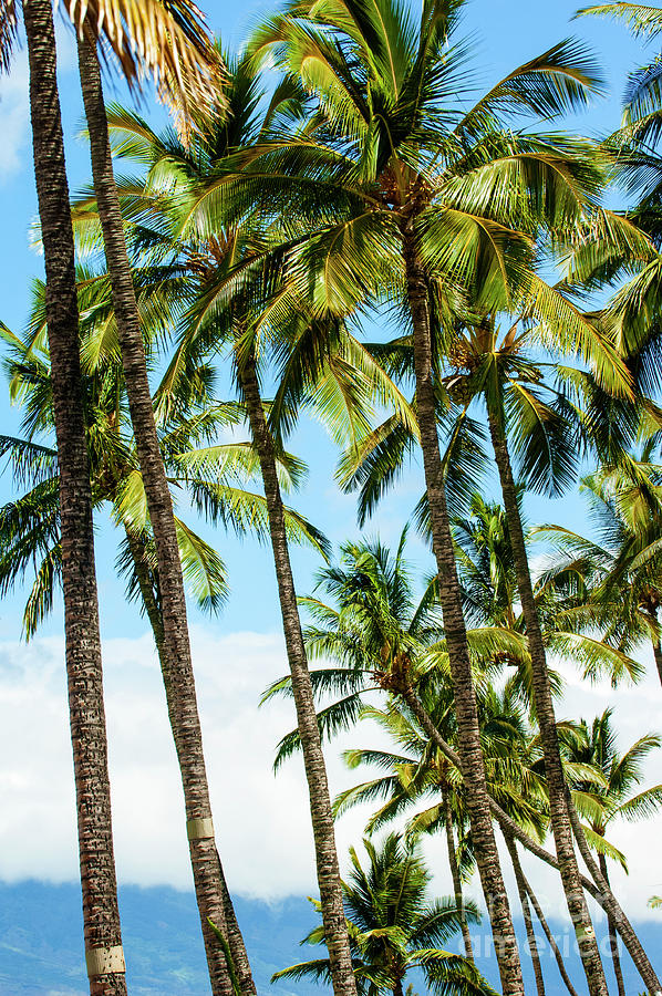 Beautiful Palms Of Maui 16 Photograph