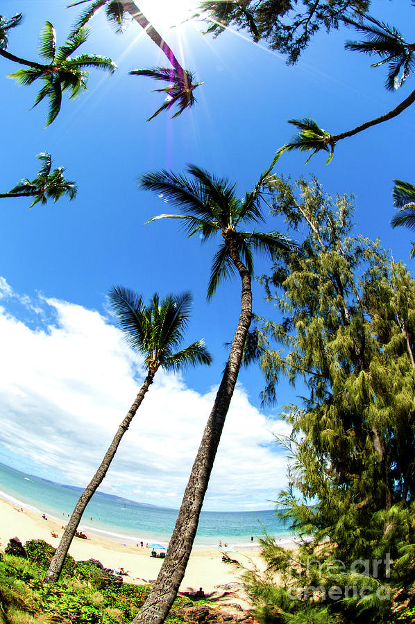 Beautiful Palms Of Maui 17 Photograph