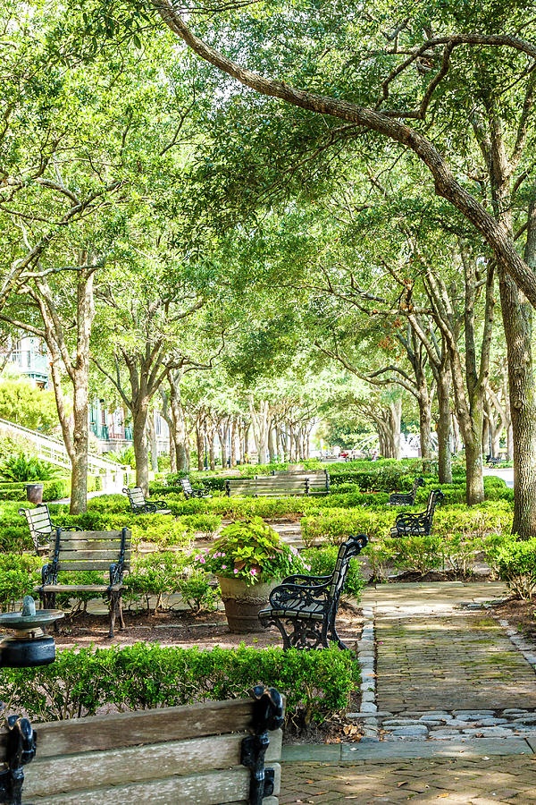 Beautiful Park in Charleston Photograph by Darryl Brooks