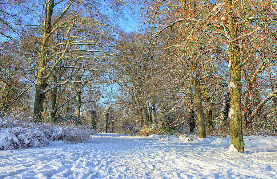 Park in winter with snow Photograph by Patricia Hofmeester