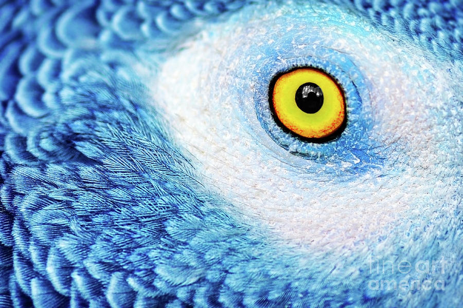 Beautiful parrot eye Photograph by Anna Om