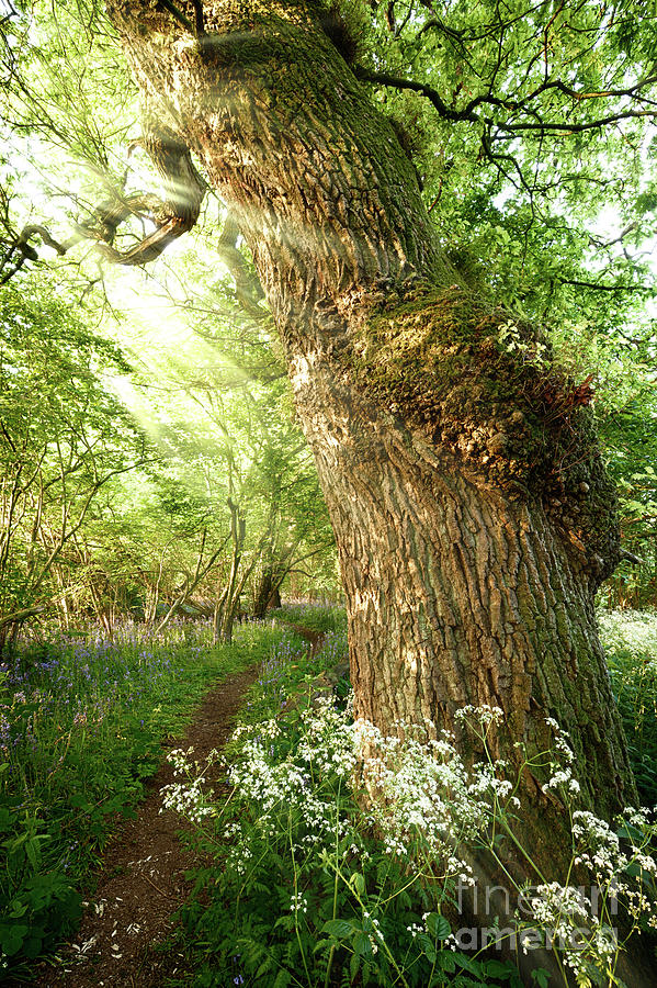 Beautiful path through spring woodland Photograph by Simon Bratt