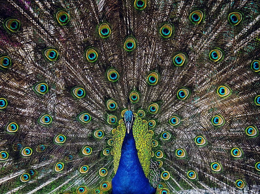 Beautiful Peacock Bird Photograph By Artpics Pixels 8934