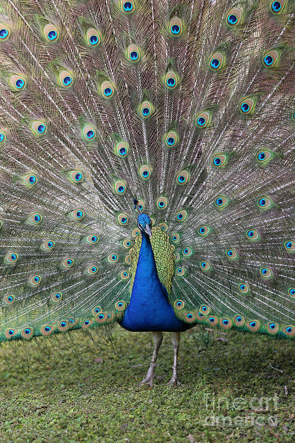Beautiful Peacock Photograph by Carol Groenen