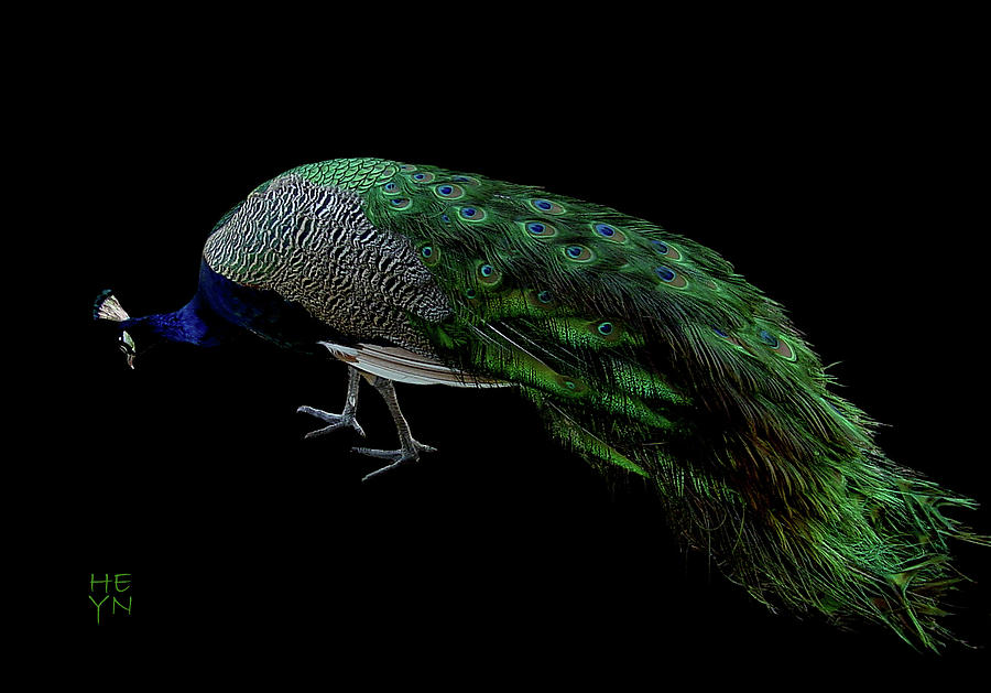Beautiful Peacock Cutout Photograph by Shirley Heyn