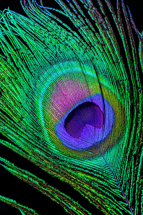 Beautiful Peacock Feather Photograph by Garry Gay