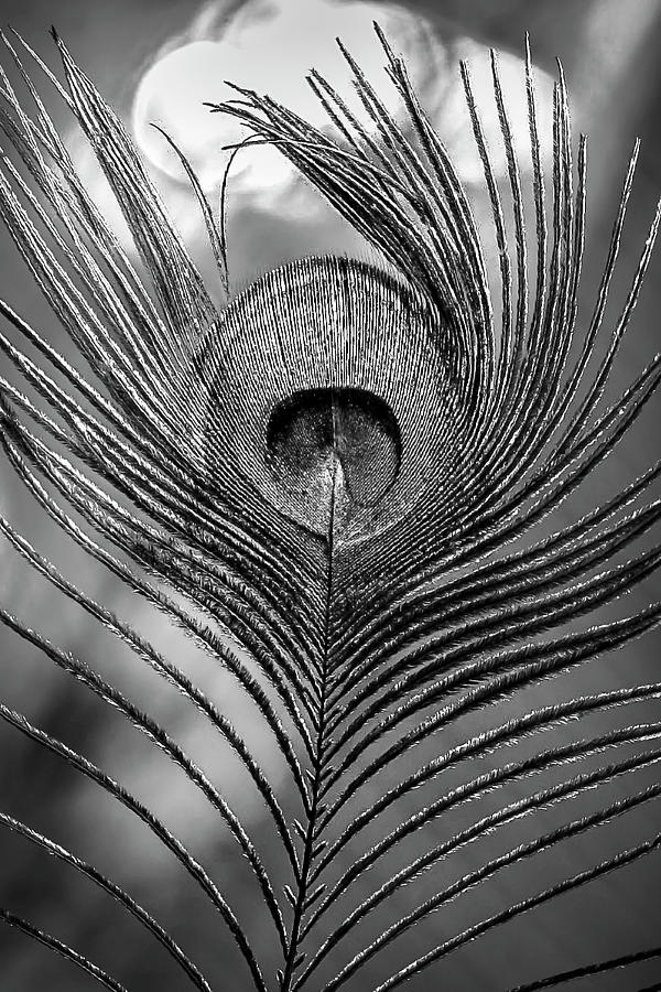 Beautiful Peacock Feather in Black and White Photograph by Debra and Dave Vanderlaan
