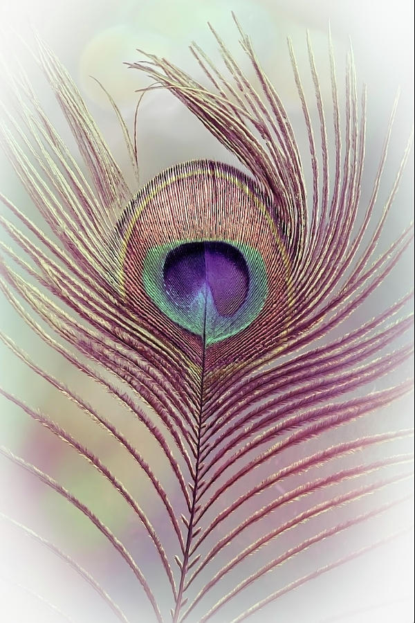 Beautiful Peacock Feather in Soft Tones Photograph by Debra and Dave Vanderlaan