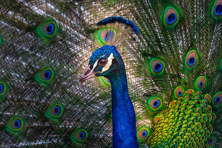 Beautiful Peacock Photograph by Harry Spitz