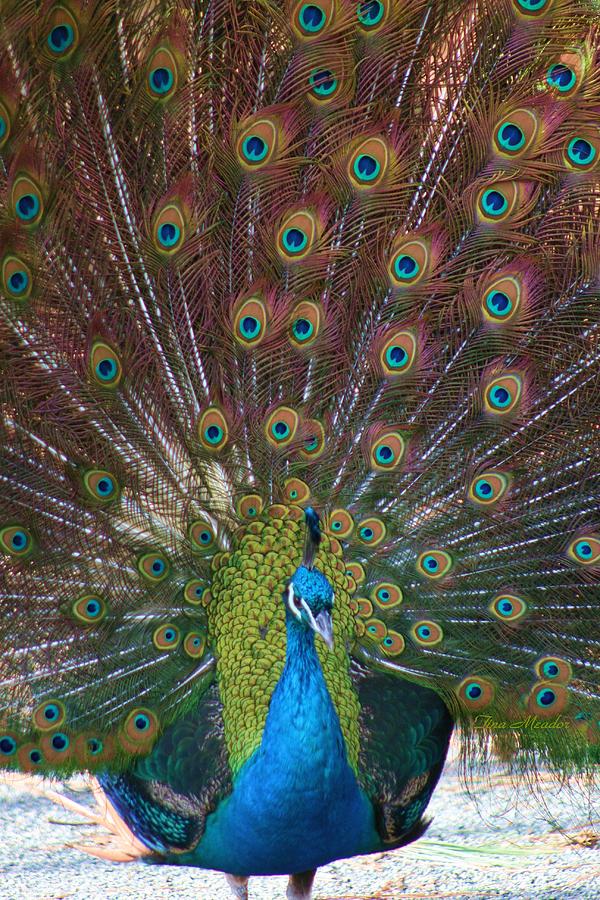 Peacock Photograph - Beautiful Peacock by Tina Meador