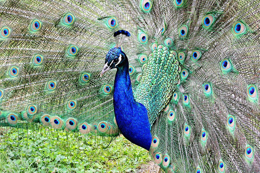 Beautiful Peacock Photograph by Trina  Ansel