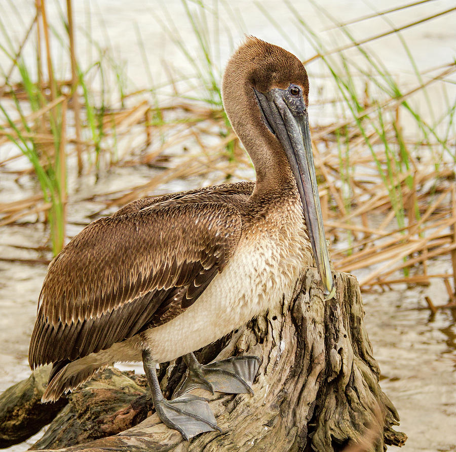 Beautiful Pelican Photograph by Jean Noren
