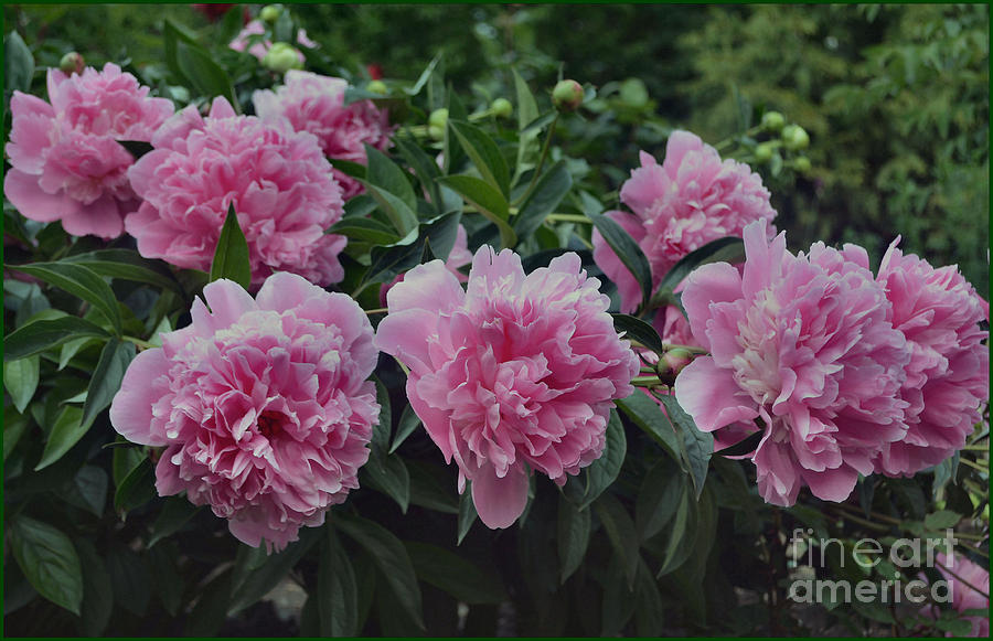 Flower Photograph - Beautiful Peonies by Luv Photography