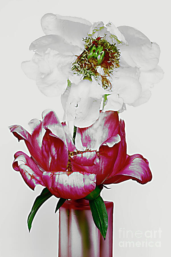Beautiful Peony Flower # 2. Photograph by Alexander Vinogradov