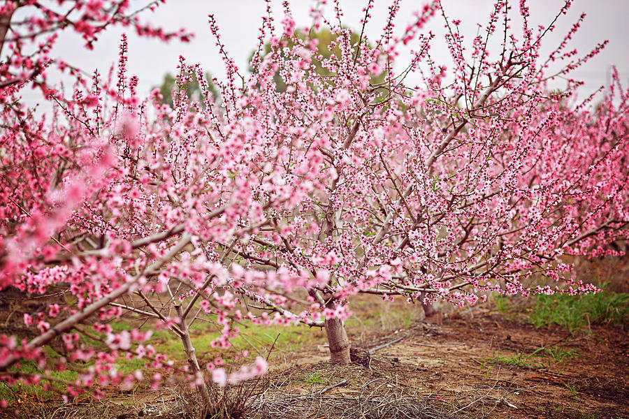 Beautiful photo of blooming almond trees in spring ...