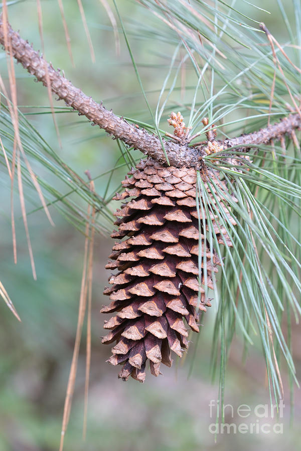 Beautiful Pine Cone Photograph