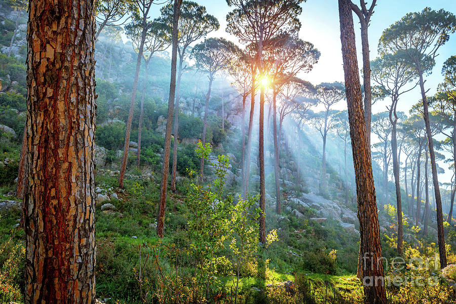 Beautiful pine forest Photograph by Anna Om