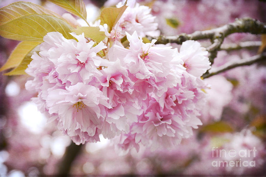 Beautiful Pink Blossoms Photograph by Maria Janicki