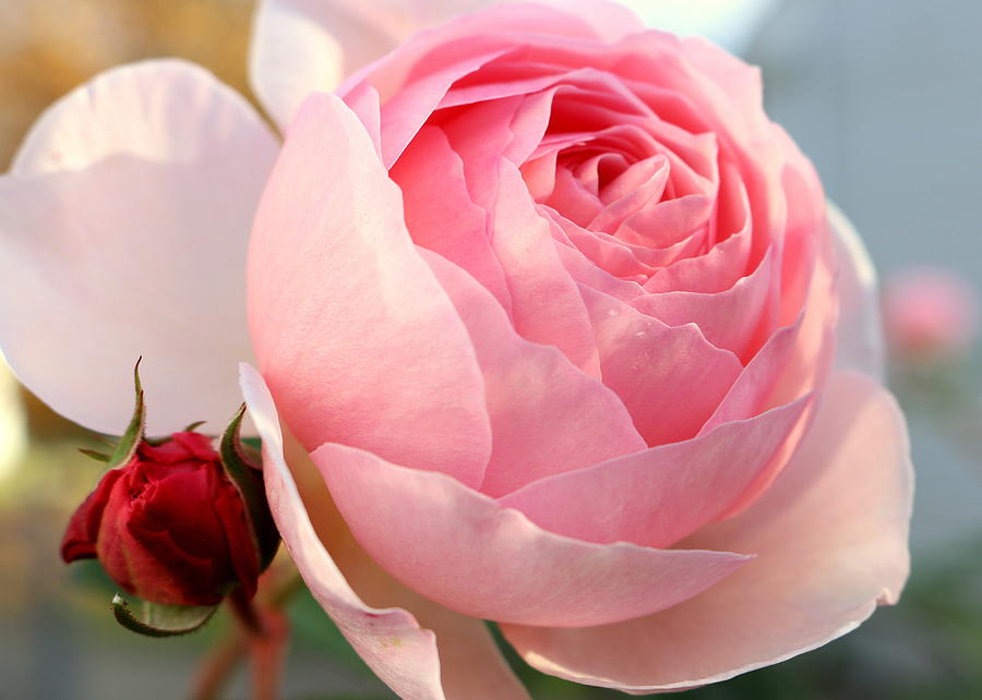 Beautiful Pink Cabbage Rose by Anita Hiltz.